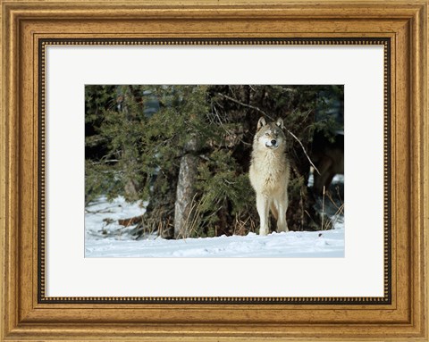Framed Gray Wolf In Winter, Montana Print