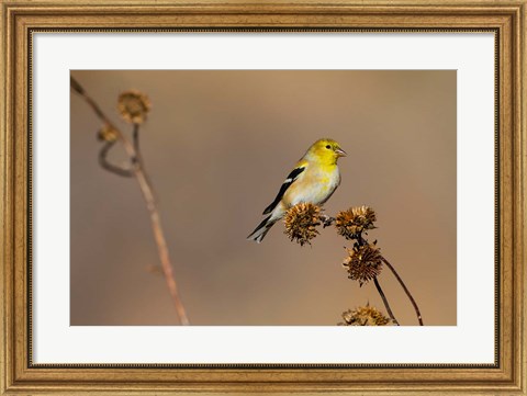 Framed American Goldfinch Feeding On Sunflower Seeds Print