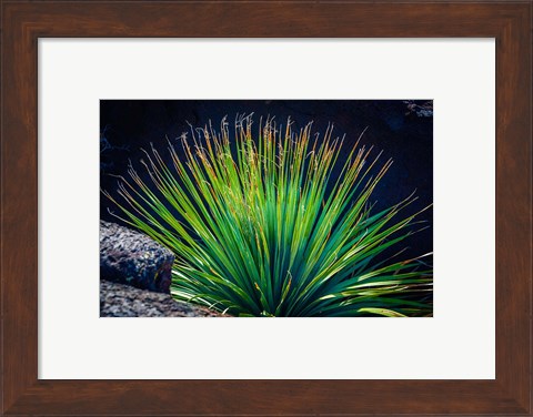 Framed Succulent On Malpais Nature Trail, New Mexico Print