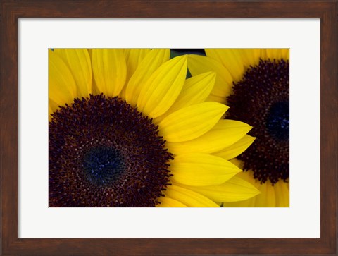 Framed Close-Up Detail Of Dune Sunflowers Print