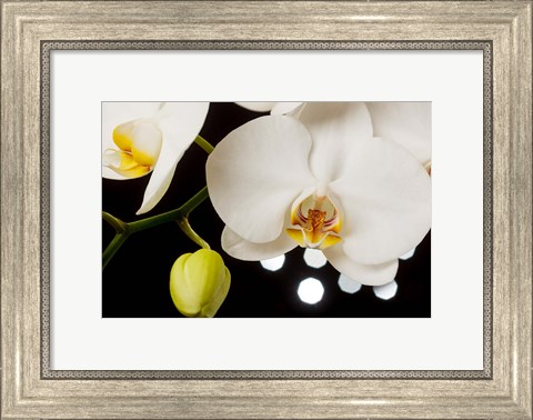 Framed White Hybrid Orchids On Black Print