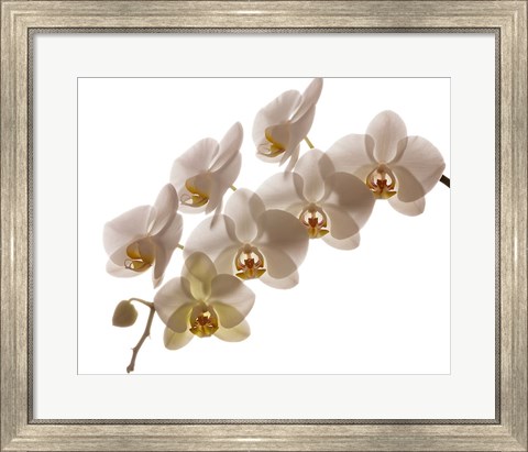 Framed White Hybrid Orchids On White Print