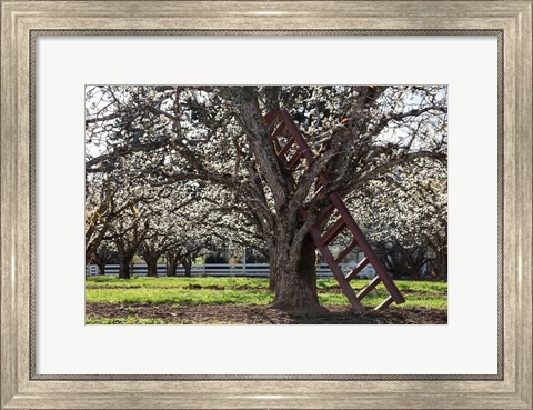 Framed Ladder In An Orchard Tree, Oregon Print