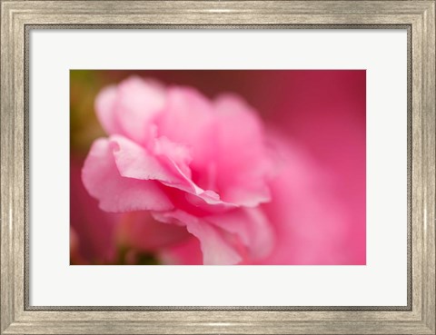 Framed Bright Pink Azalea Print