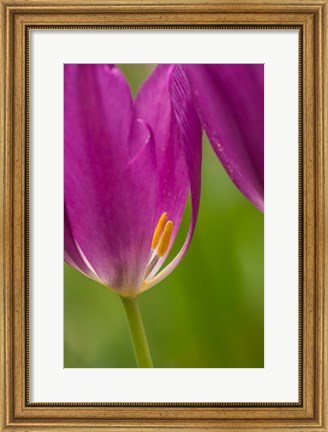 Framed Detail Of Purple Tulips Print