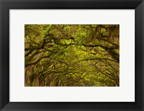 Framed Oaks Covered In Spanish Moss, Savannah, Georgia Print