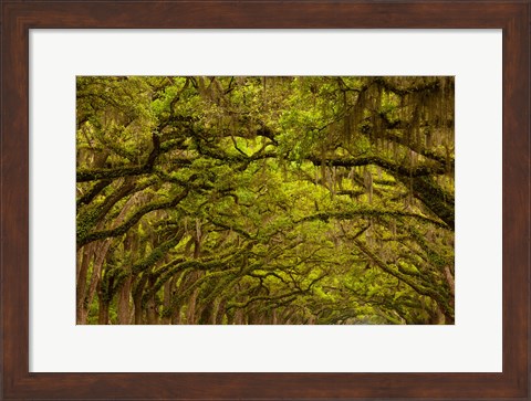 Framed Oaks Covered In Spanish Moss, Savannah, Georgia Print