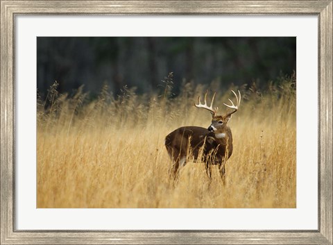 Framed White-Tailed Deer A In Field Of Tennessee Print