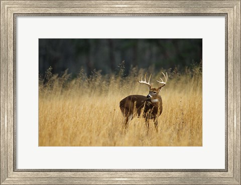 Framed White-Tailed Deer A In Field Of Tennessee Print