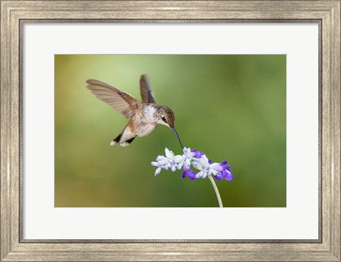 Framed Black-Chinned Hummingbird Feeding Print