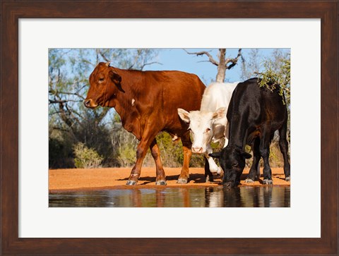 Framed Cattle Drinking Print