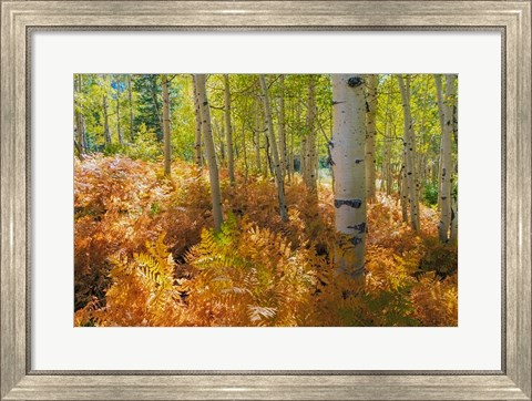 Framed Bracken Ferns And Aspen Trees, Utah Print