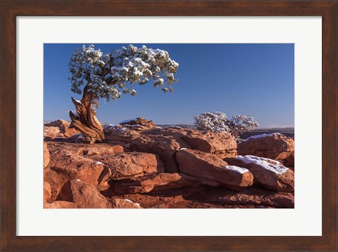 Framed Lone Pine At Dead Horse Point, Canyonlands National Park, Utah Print