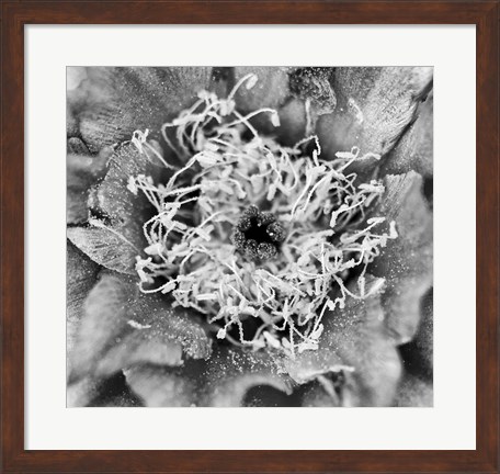 Framed Whipple&#39;s Fishhook Cactus (BW) Print