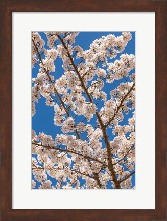 Framed Cherry Tree Blossoms In Spring, Washington State Print