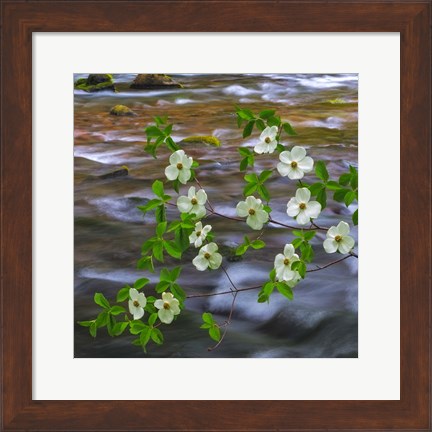 Framed Pacific Dogwood Branch Over Panther Creek, Washington State Print