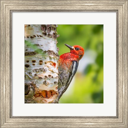 Framed Red-Breasted Sapsucker On A Paper Birch Tree Print