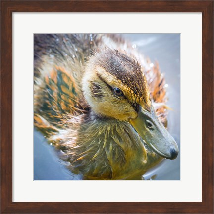 Framed Close-Up Of A Mallard Duck Chick Print