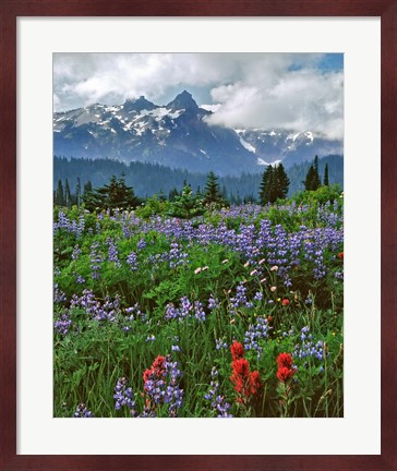 Framed Lupine And Paintbrush In Meadow, Mount Rainder Nationak Park Print
