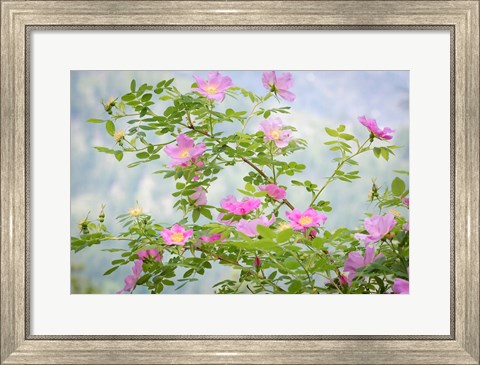 Framed Wood&#39;s Rose Flowers Print