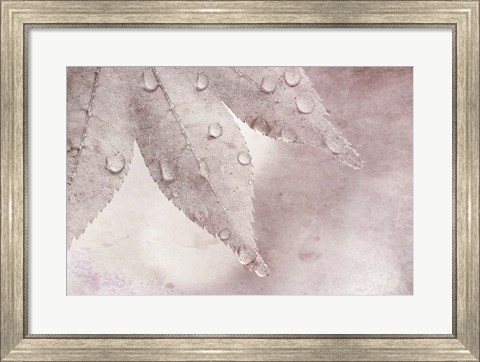 Framed Dew Drops On A Maple Leaf Print