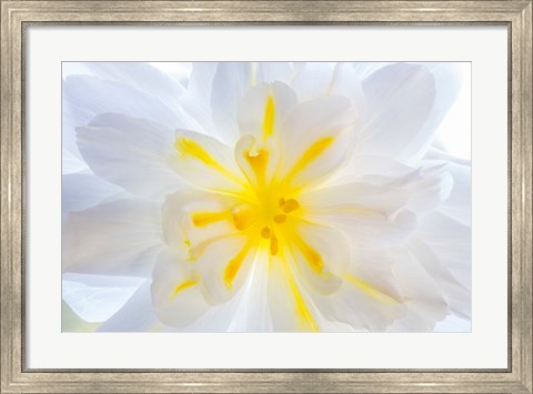 Framed Close-Up Of A Begonia Blossom Print