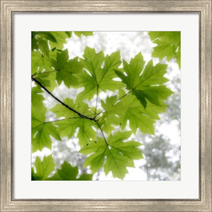 Framed Big Leaf Maples In Summer Print