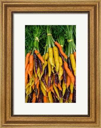 Framed Display Of Carrot Varieties Print