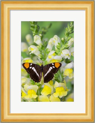 Framed California Sister Butterfly On Yellow And White Snapdragon Flowers Print