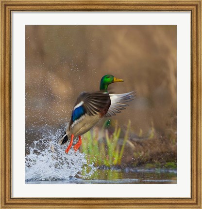 Framed Mallard Duck Takes Flight Off Lake Washington Print