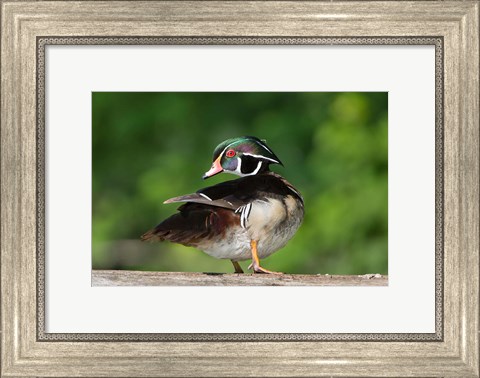 Framed Wood Duck Preens While Perched On A Log Print