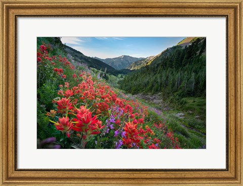 Framed Wildflowers Above Badger Valley In Olympic Nationl Park Print