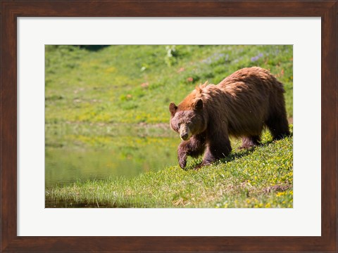 Framed American Black Bear In A Wildflower Meadow Print