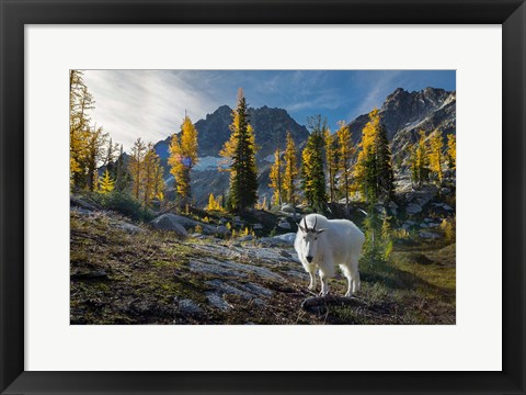 Framed Adult, Male Mountain Goat Print