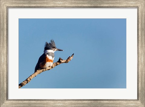 Framed Belted Kingfisher On A Perch Print