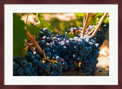 Framed Petit Verdot Grapes From A Vineyard Print