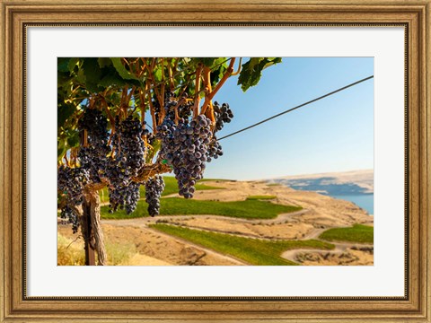 Framed Merlot Grapes Hanging In A Vineyard Print