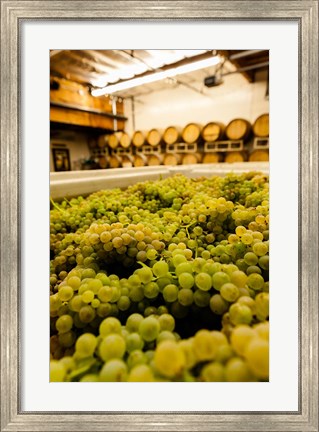 Framed Bin Of Chardonnay Grapes Awaits Beind Crushed Print