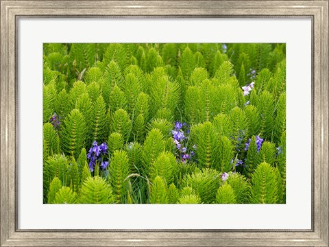 Framed Horsetail, Wild Hyacinth, And Grays Harbor Print