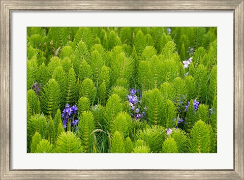 Framed Horsetail, Wild Hyacinth, And Grays Harbor Print
