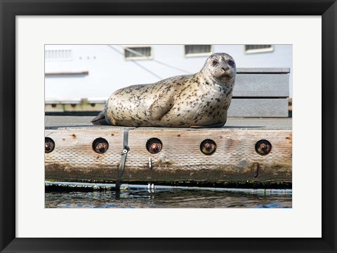Framed Harbor Seal  Out On A Dock Print