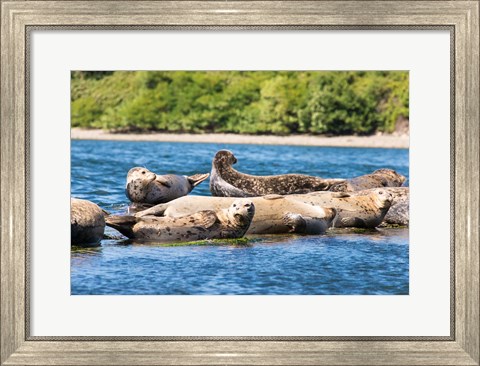 Framed Harbor Seal Gathering At Liberty Bay Print