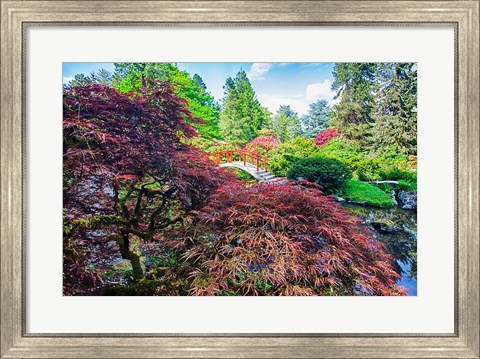 Framed Japanese Maple With Moon Bridge Print