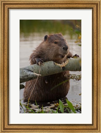 Framed North American Beaver Gnawing Through An Aspen Print