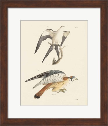 Framed Birds of Prey I Print