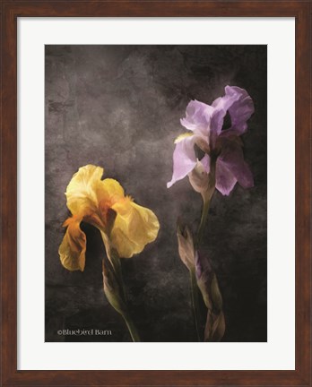 Framed Contemporize Floral Iris Print