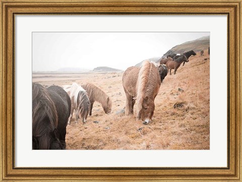 Framed Horses of Hofn II Print