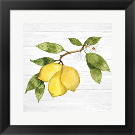 Framed Citrus Garden I Shiplap Print