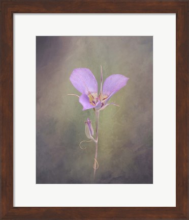 Framed Sagebrush Mariposa Lily Print