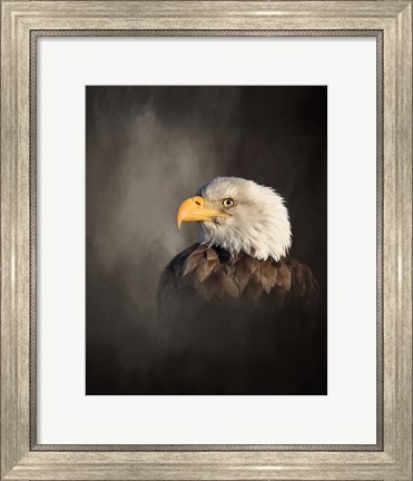 Framed Bald Eagle Print